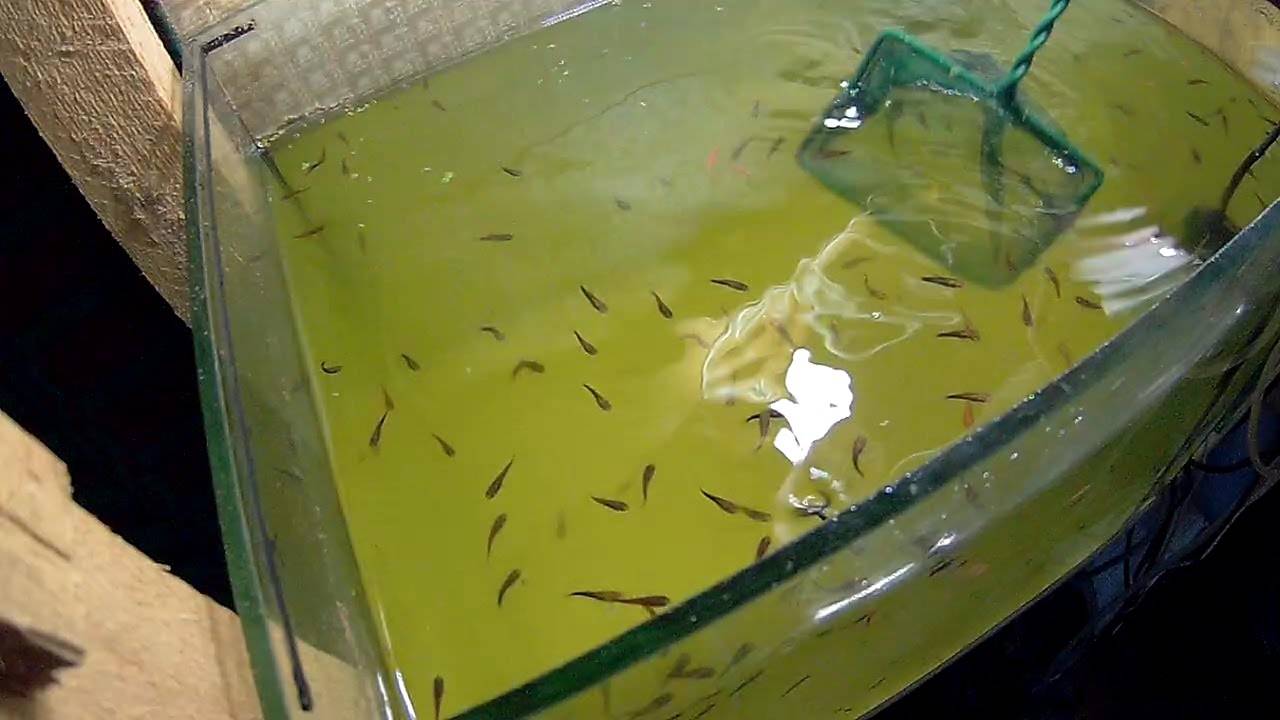 Почему зеленеет вода в аквариуме и что делать