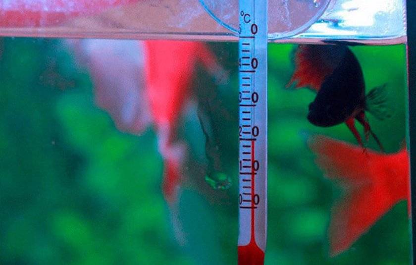 Жесткость воды в аквариуме: как повысить или снизить, что нужно знать о ней