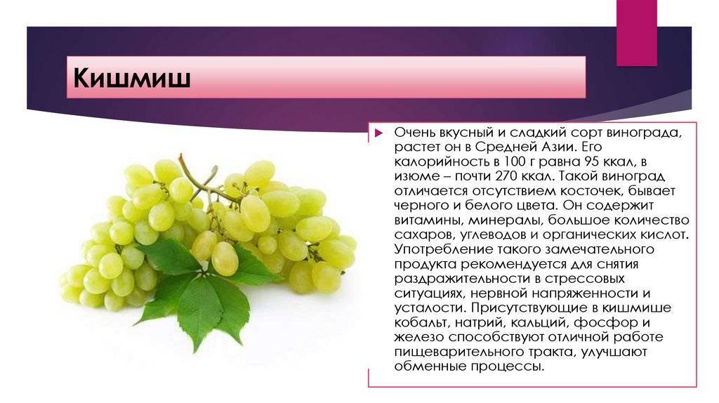 Виноград кишмиш: описание, сорта, фото, посадка и уход