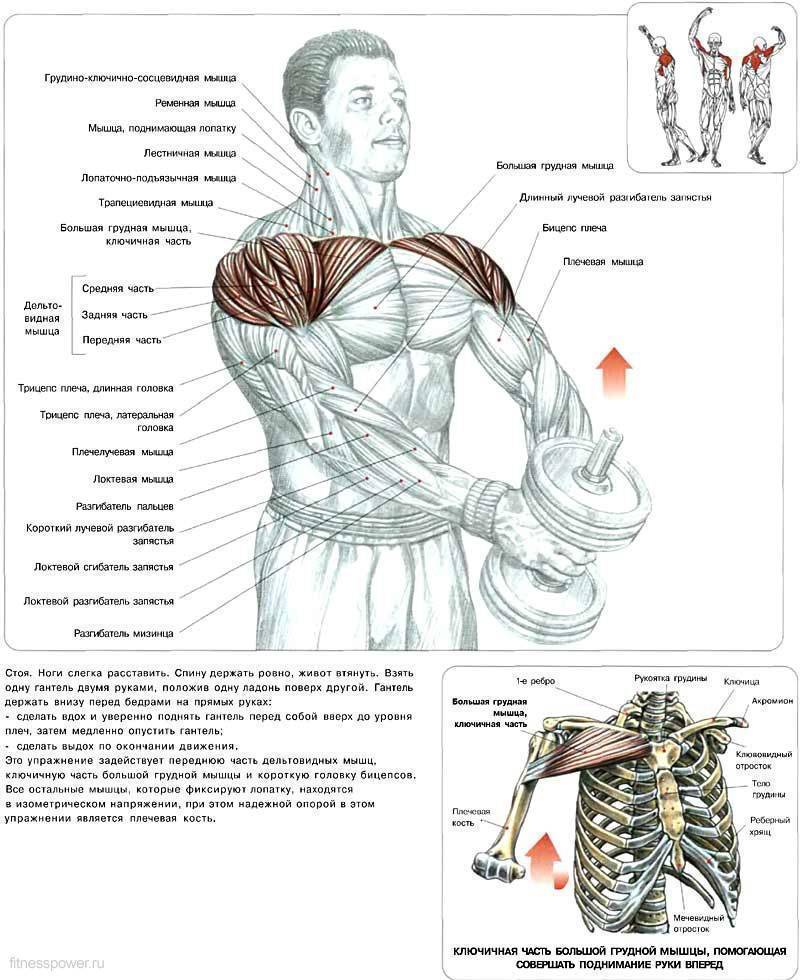 Как накачать плечи гантелями: комплекс упражнений с тиле дроп-сет