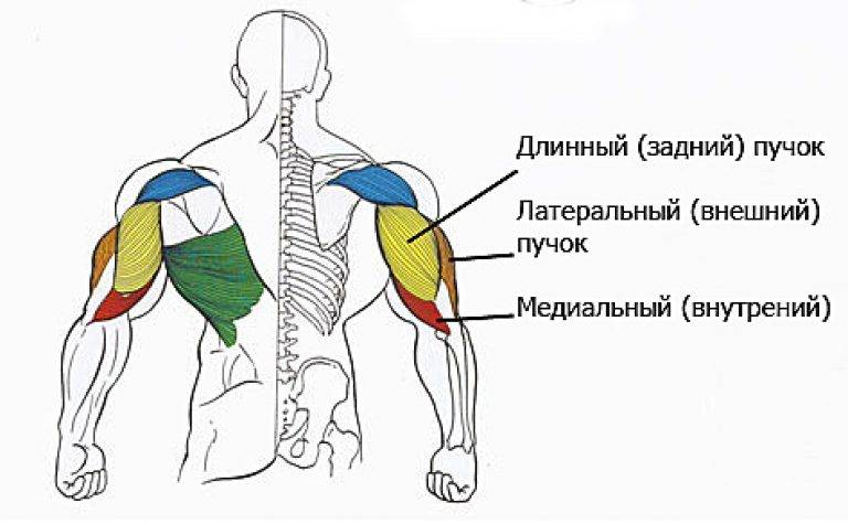 Мышцы рук человека: анатомия, название всех мышечных групп