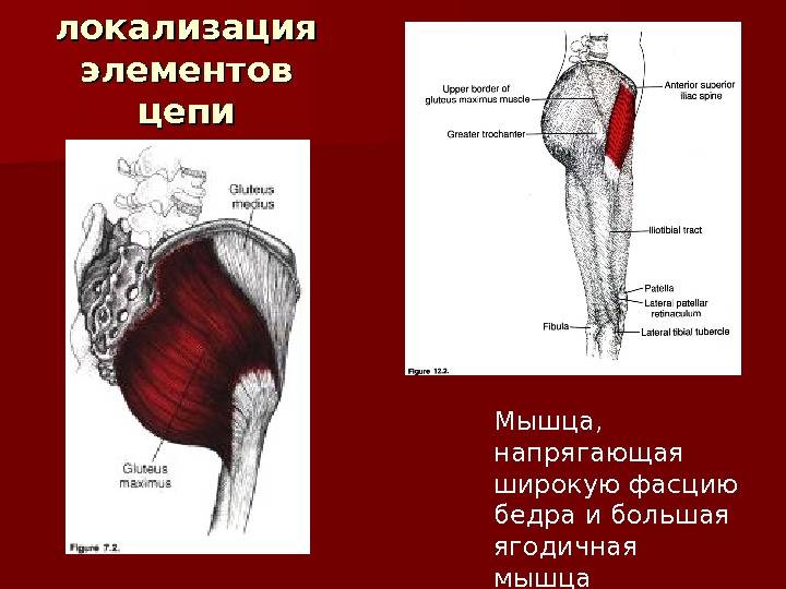 Средняя ягодичная мышца - kinesiopro