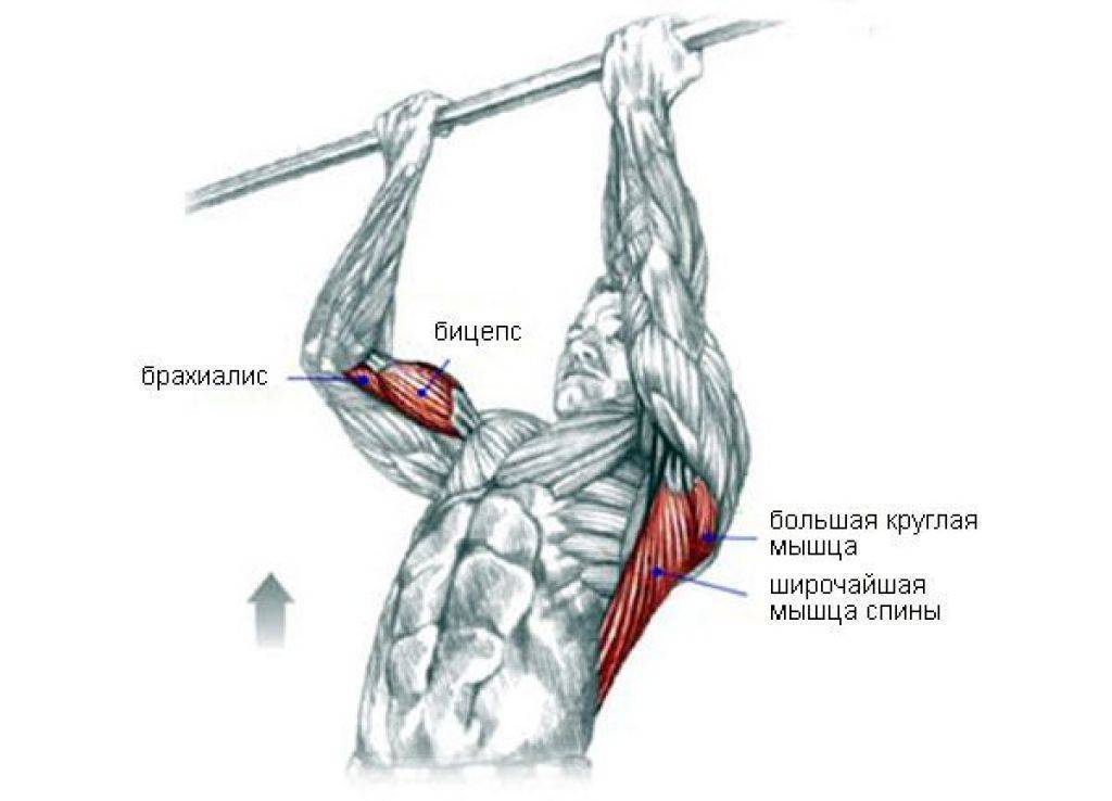 Подтягивания обратным хватом: техника выполнения и какие мышцы работают | irksportmol.ru