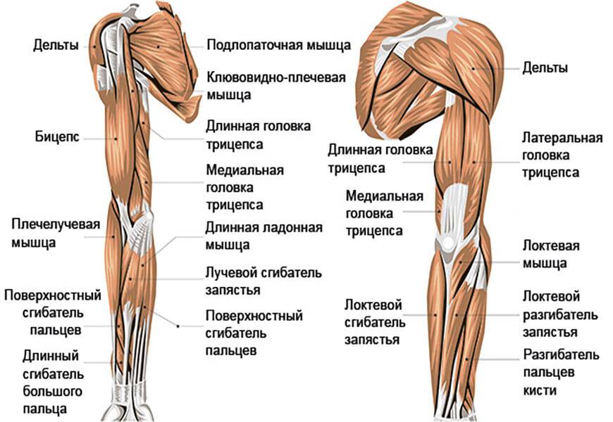 Анатомия мышц рук: строение, функции, упражнения для развития мышц рук - всё о тренировках