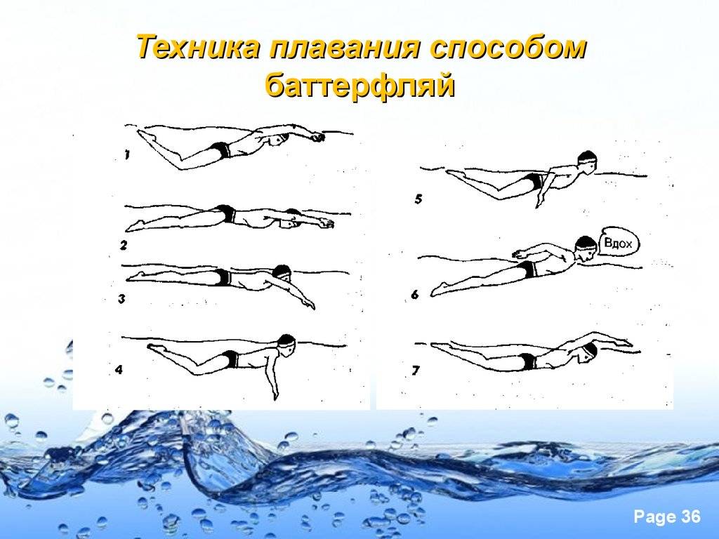 Техника плавания баттерфляем для начинающих - как правильно плавать дельфином, движения ног и рук, особенности стиля