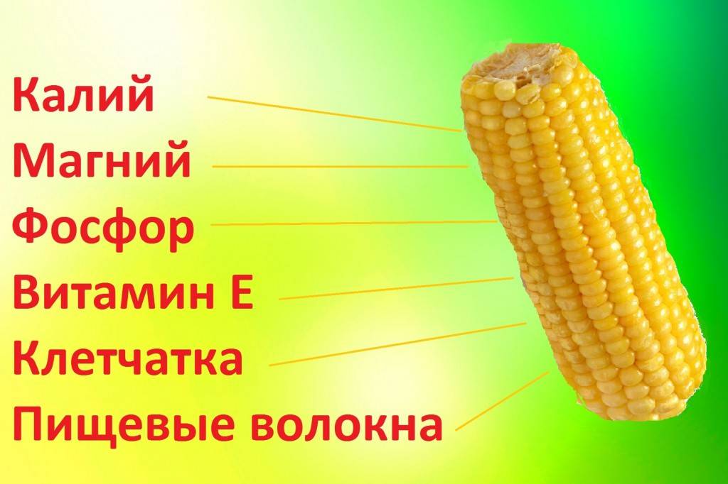 Рецепт кукуруза в початке отварная 150. калорийность, химический состав и пищевая ценность.