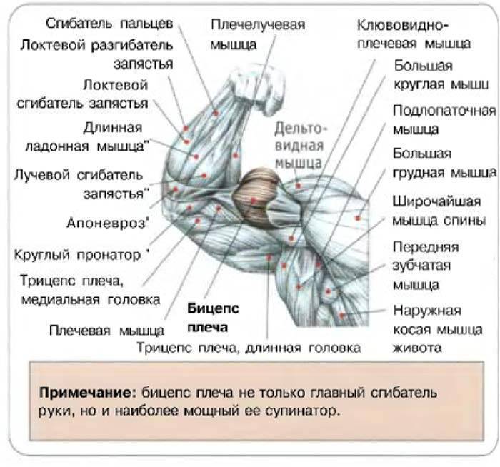 С какой силой натянута мышца бицепс