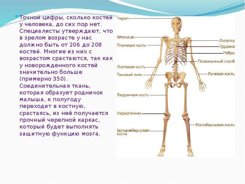 Кость широкая и тяжелая: бывает ли или миф, фото, могут ли кости быть такими? бодипозитив - что это?