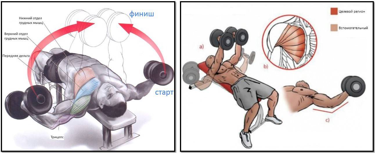 Разводка гантелей под углом: какие мышцы работают, техника выполнения - tony.ru
