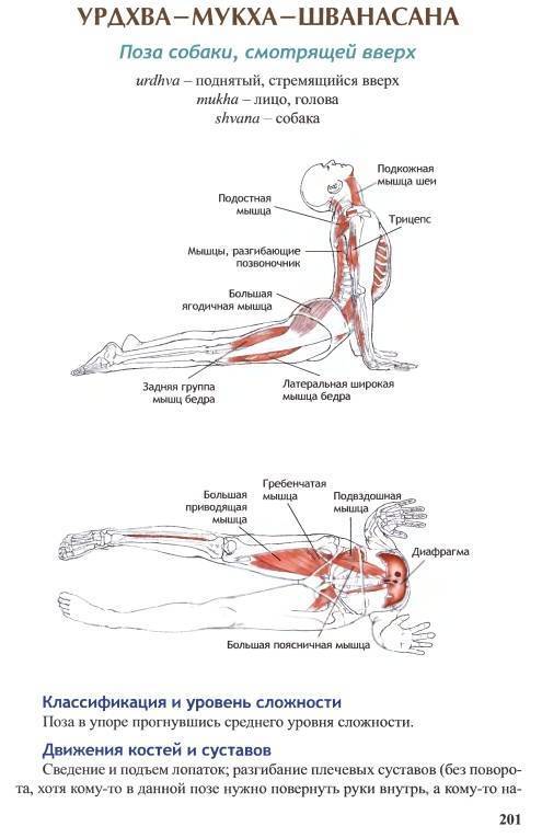 Урдхва-мукха-шванасана — поза собаки, смотрящей вверх. анатомия йоги