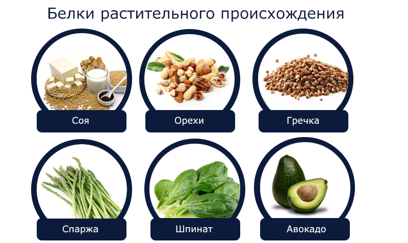 Животные и растительные белки / разбираемся, в чем разница – статья из рубрики "здоровая еда" на food.ru