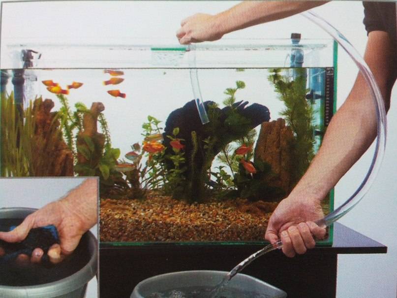 Зачем и как часто менять воду в аквариуме: как правильно заменять, полная подмена аквариумной воды