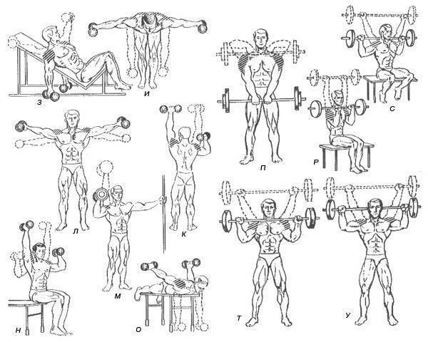 Упражнения на плечи » упражнения в картинках » физкультура