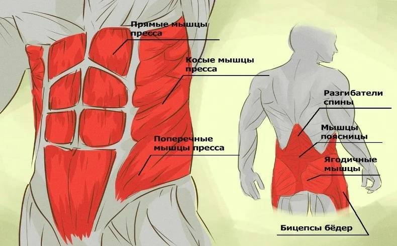 Как развить мышцы кора. что такое мышцы корпуса и зачем их тренировать