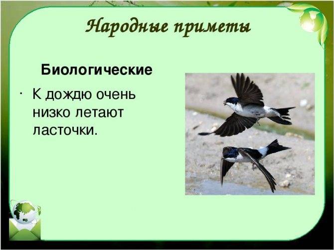 Ласточка птица. образ жизни и среда обитания ласточки