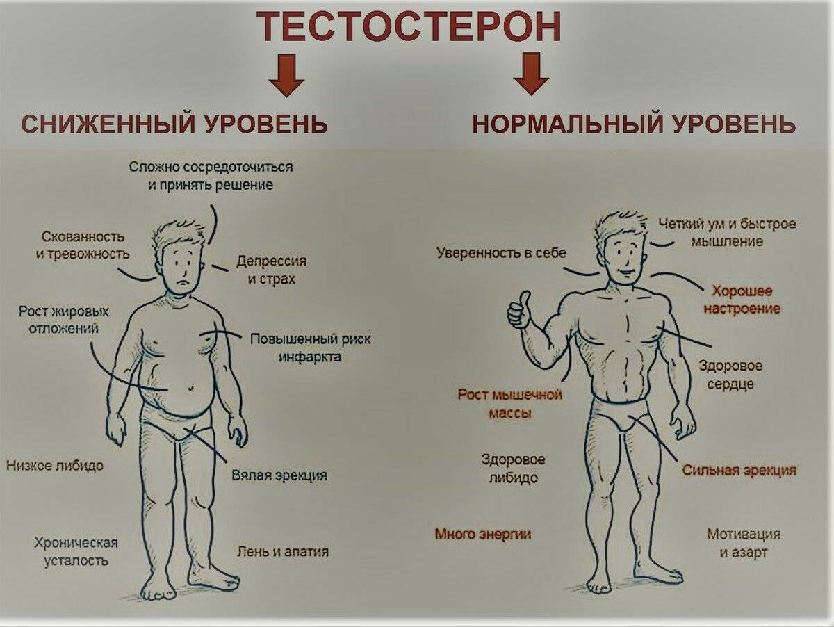 чем больше тестостерона тем больше член фото 5