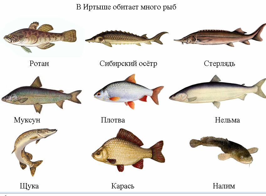 Язь - подробное описание рыбы: где обитает, чем питается