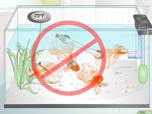 Мнение знатоков: как часто менять воду в аквариуме и зачем?
