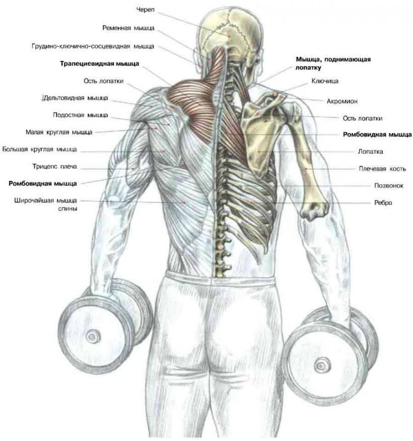 Мышцы трапеции: как накачать, упражнения для трапециевидной мышцы спины - tony.ru