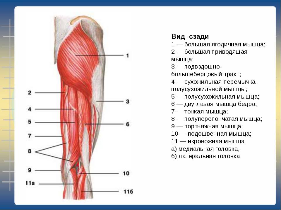 Малая ягодичная мышца - kinesiopro