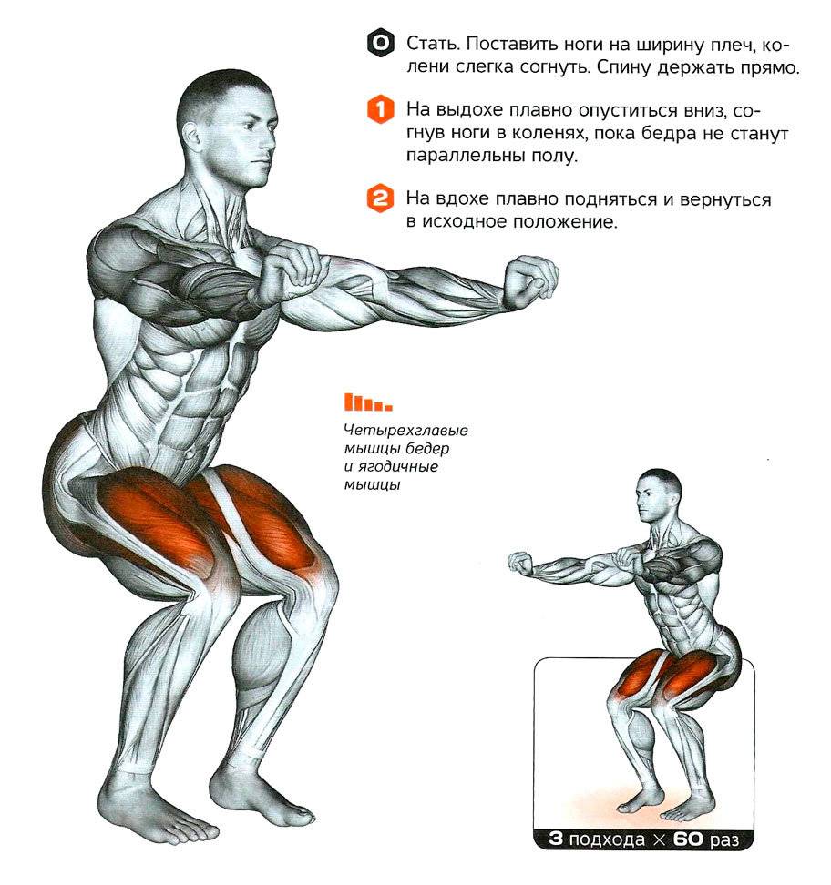 Приседания зерхера упражнение для развития мышц ног