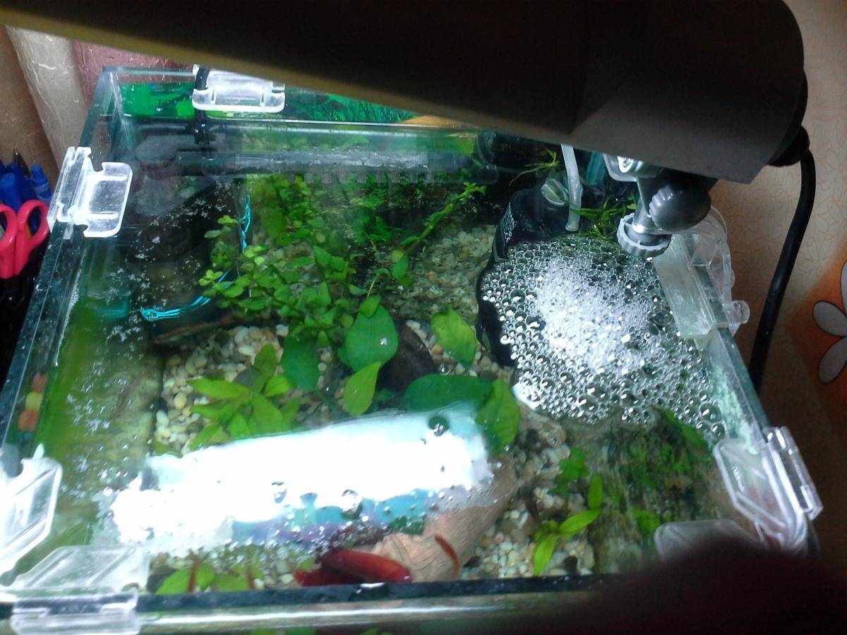 Налет в аквариуме: зеленый, черный, белый, бурый и как избавится от него