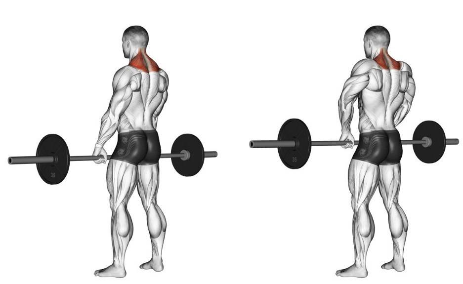 Мышцы трапеции: как накачать, упражнения для трапециевидной мышцы спины