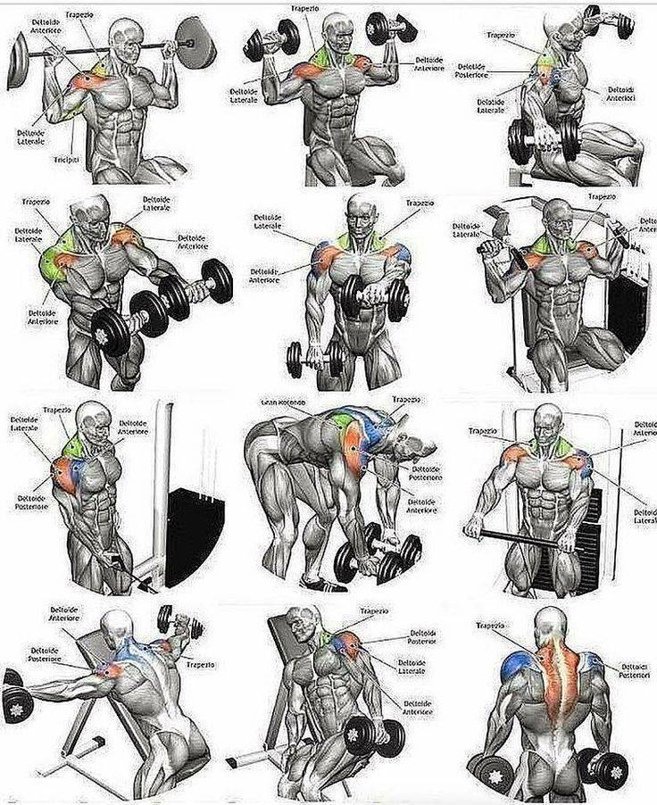 Лучшие упражнения со стулом на все группы мышц: от а до я! девушке и мужчине | домашних условиях или в тренажерном зале
