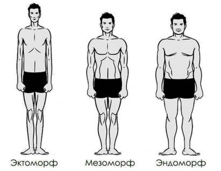 Типы телосложения по шелдону