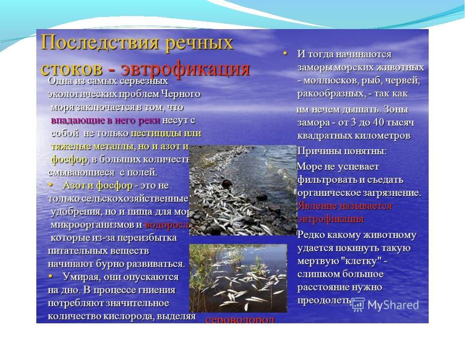 Гринпис назвал черное море самым грязным водоемом | forpost