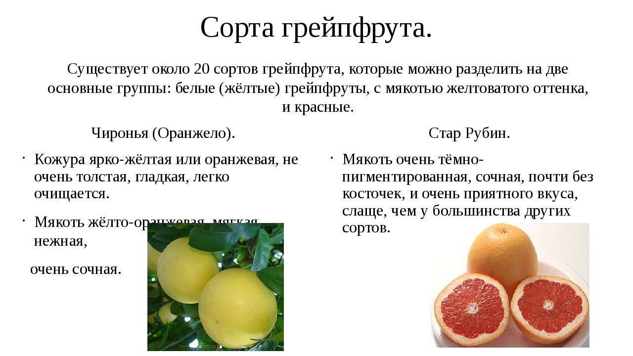 Грейпфрут – польза и вред для здоровья. основные области применения