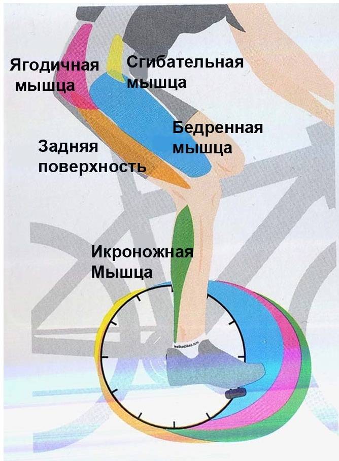 Какие мышцы работают при езде на велосипеде у женщин и мужчин