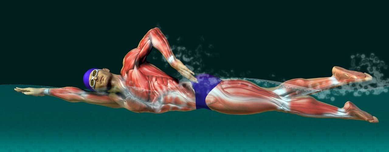 Какие мышцы тела работают при плавании кролем и в чем польза этого стиля?