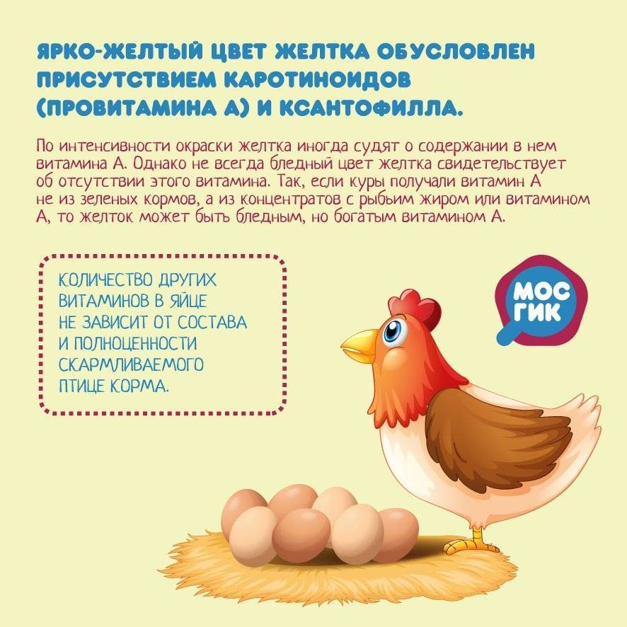 От чего зависит цвет яйца у курицы, синяя или цветная скорлупа