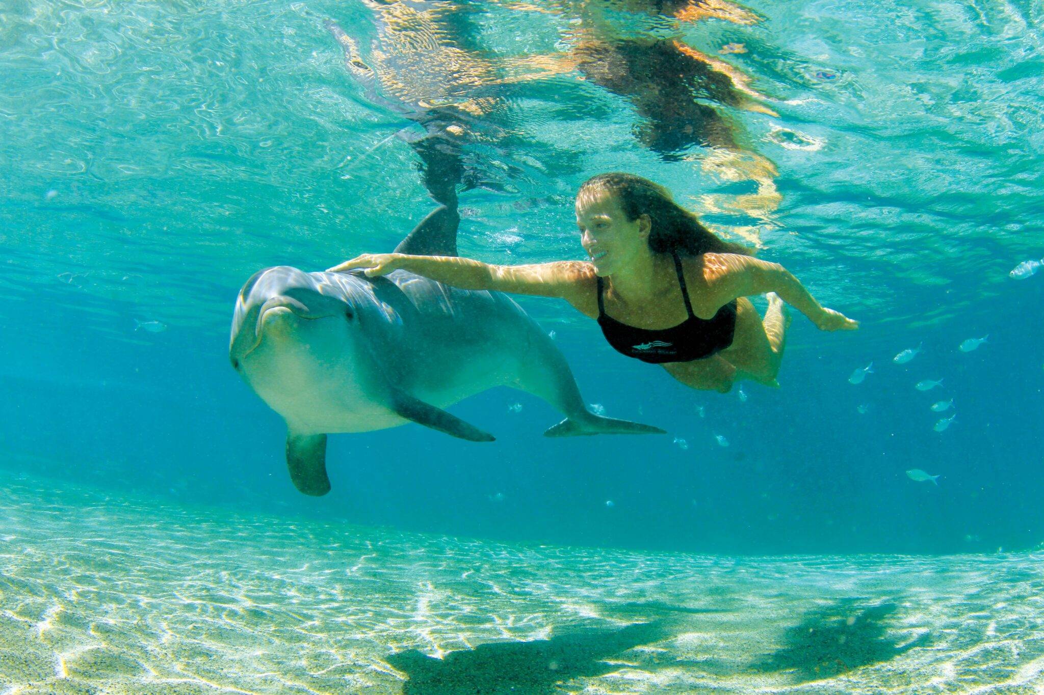 8 чудесных мест, где можно поплавать с дельфинами | by alisa odintsova | clickavia.ru blog | medium