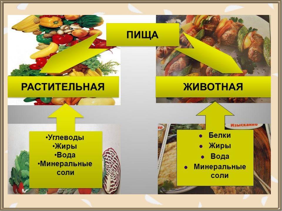 Продукты питания растительного и животного происхождения. продукты растительного происхождения: список, таблица :: businessman.ru