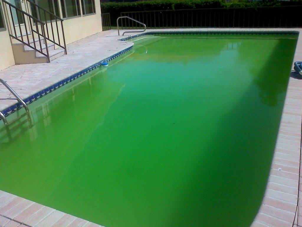 Вода в бассейне зеленеет: что делать и как убрать в домашних условиях, народные средства как очистить