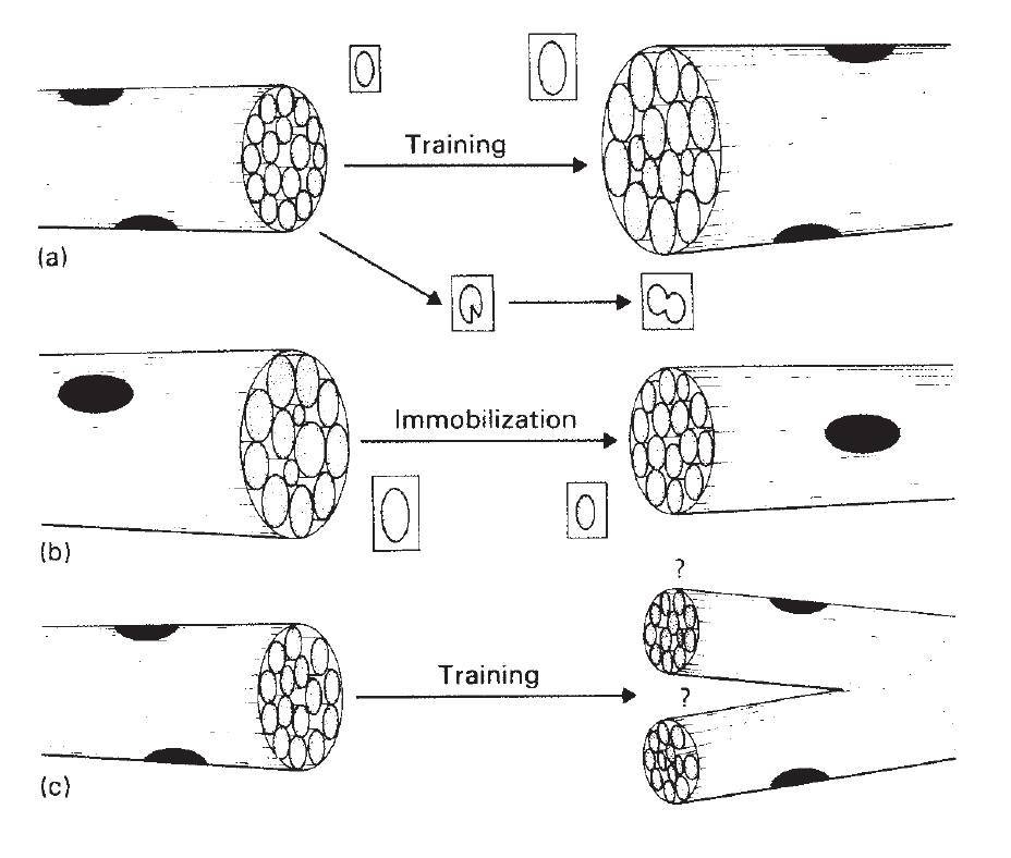 Типы мышечных волокон: бмв и ммв, их тренинг и сочетание!