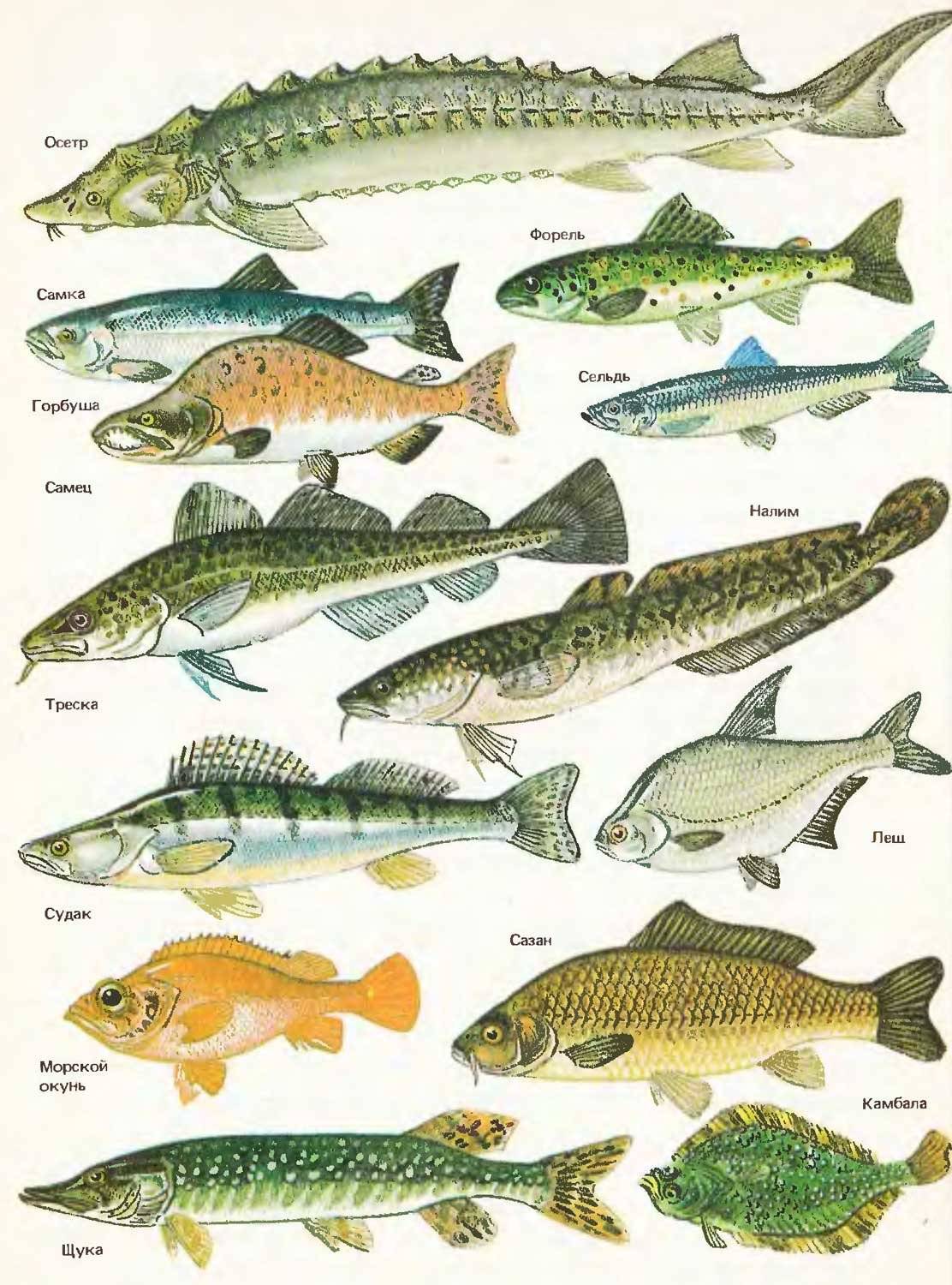 Список рыб бассейна реки амур (обновляемый)