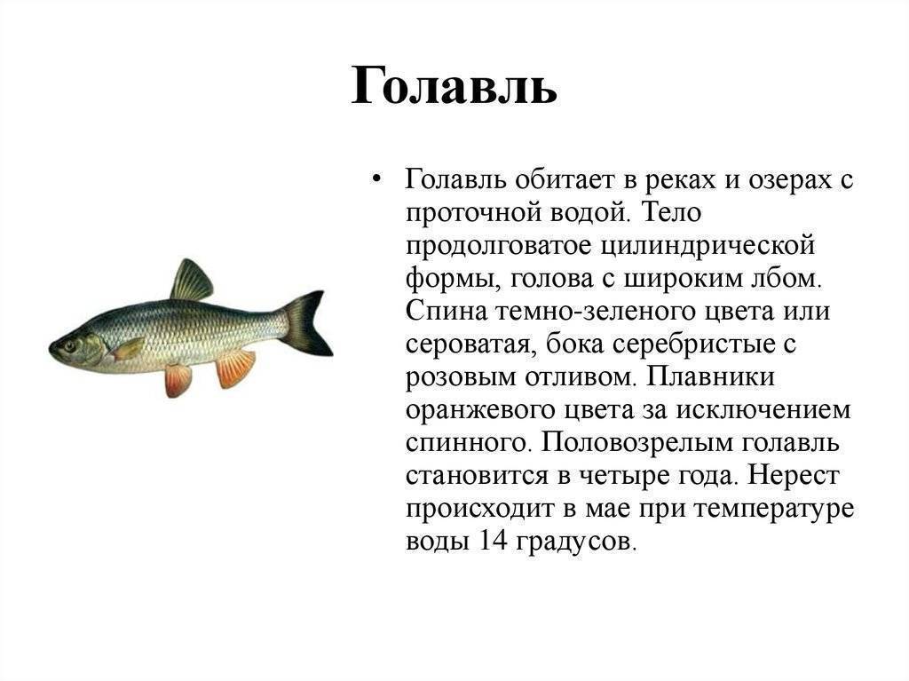 Список рыб бассейна реки амур (обновляемый) - страница 3 из 11