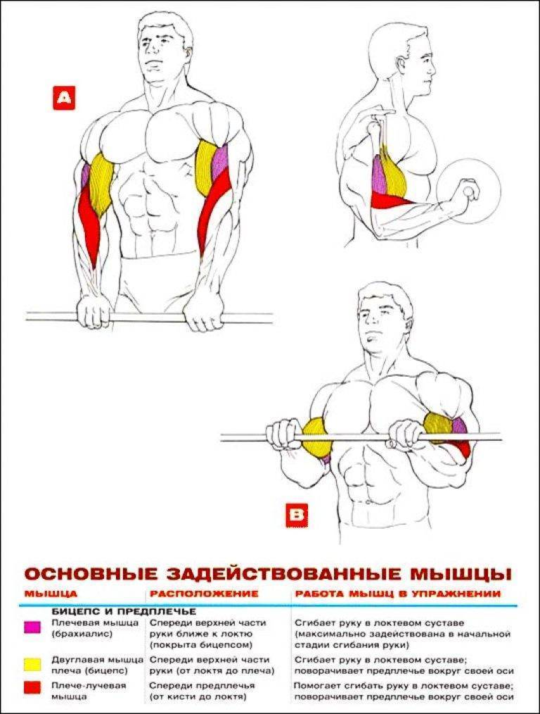Как подкачать (накачать) руки девушке | rulebody.ru — правила тела
