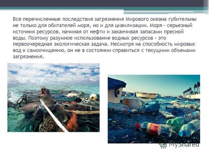 Какие моря озера реки россии особенно загрязнены что делается для их охраны