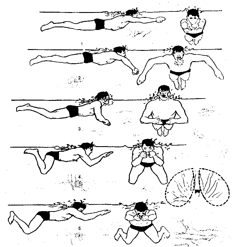 Как научиться плавать брассом - обучение технике плавания брассом, видео, упражнения на суше