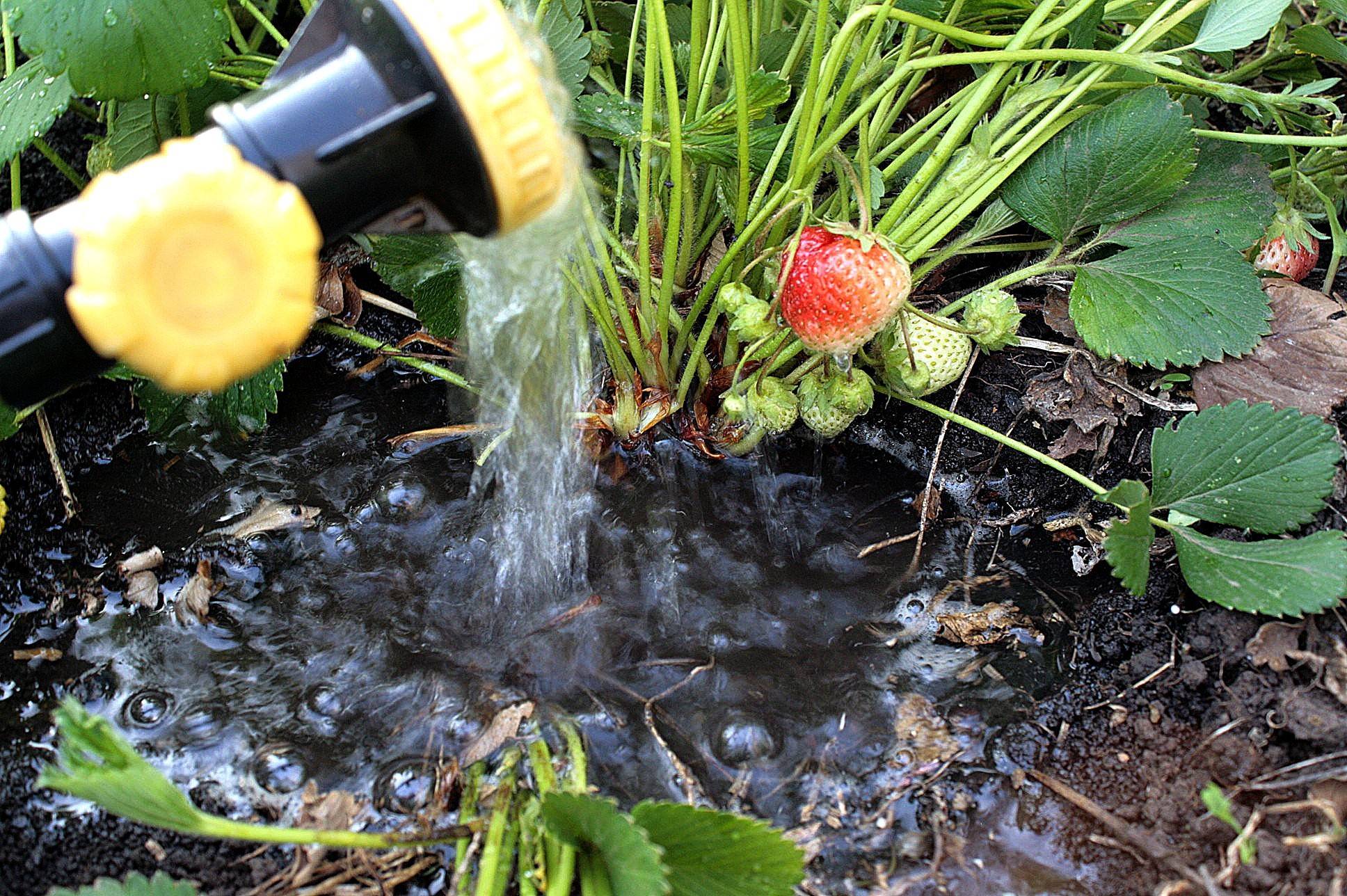 Опасна ли для растений водопроводная вода?