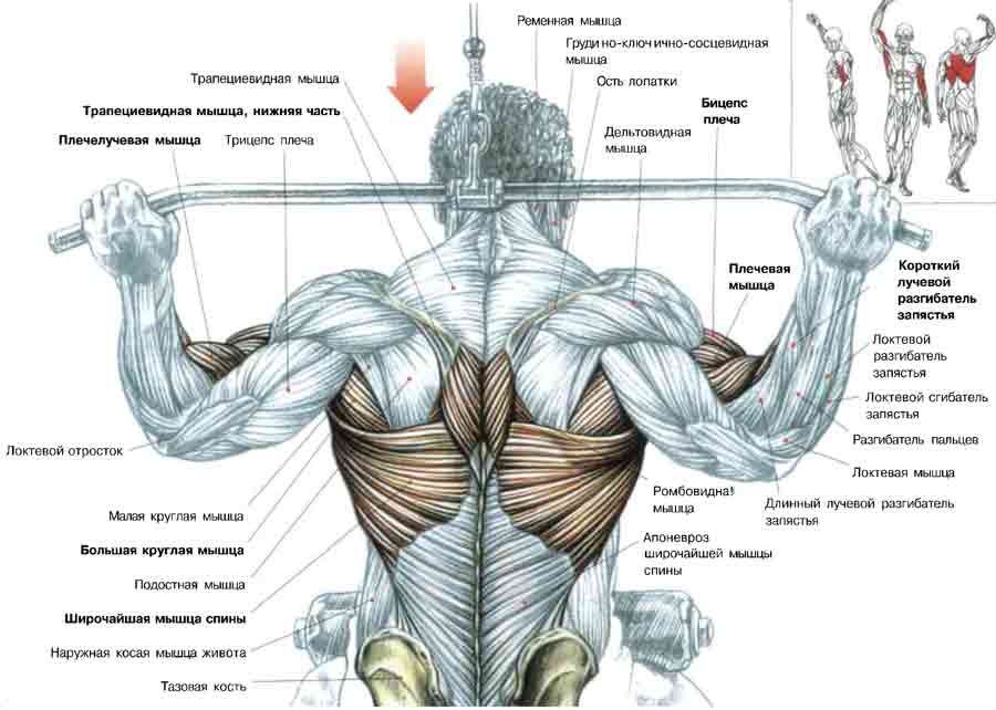 Влияние ширины хвата и положения рук на мышечную активность во время подтягиваний и тяг верхнего блока | fpa