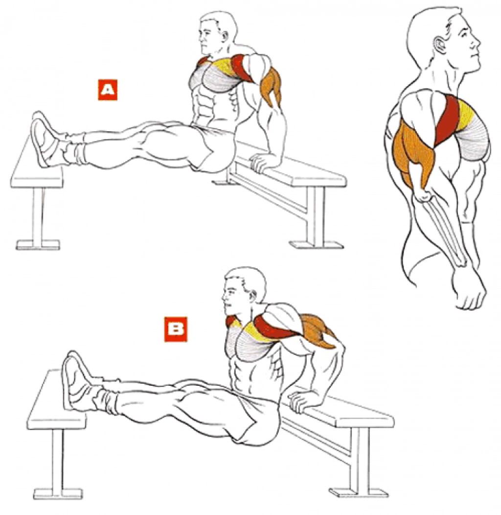 Упражнения на широчайшие мышцы спины для девушек и мужчин: тренировка в тренажерном зале и в домашних условиях