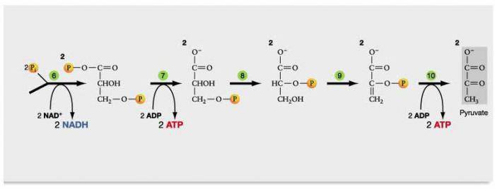 Схема гликолиза биохимия. Nad(+)--diphthamide ADP-ribosyltransferase. Как называется переход nad в NADH.
