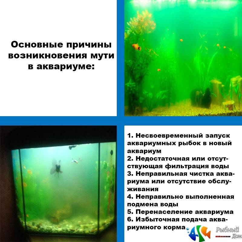 Почему зеленеет (цветет) вода в аквариуме: что делать, причины появления, профилактика, симптомы, описание,лечение