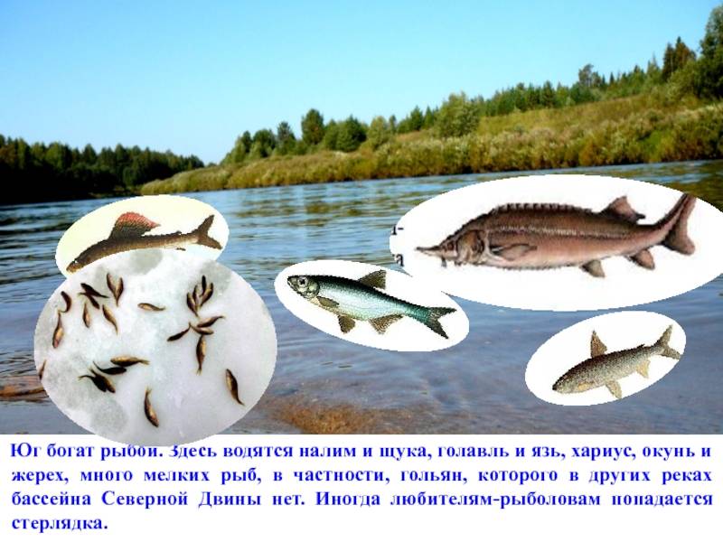 Рыбалка в оренбургской области