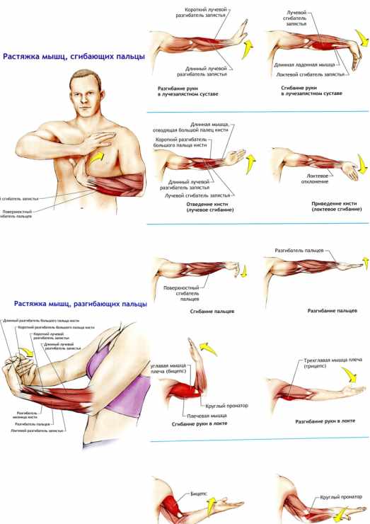 Тянем мышцы: как правильно делать растяжку
